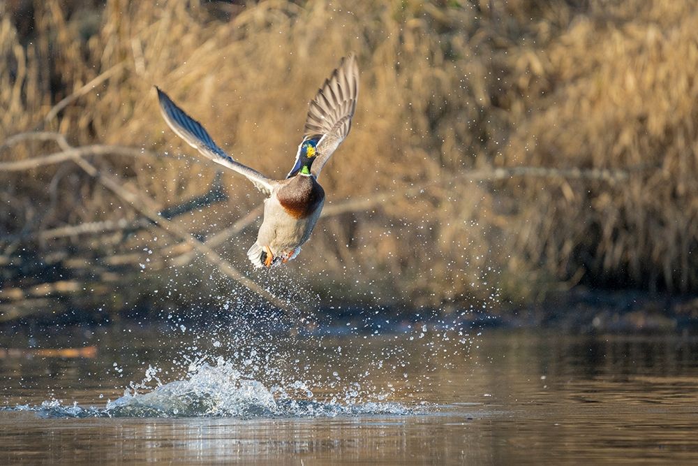 Washington State Male Mallard (Anas platyrhynchos) takes flight from Lake Washington Kirkland
